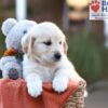 Image of Jana, a Golden Retriever puppy