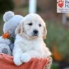 Image of Jana, a Golden Retriever puppy