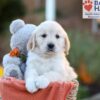 Image of Jana, a Golden Retriever puppy