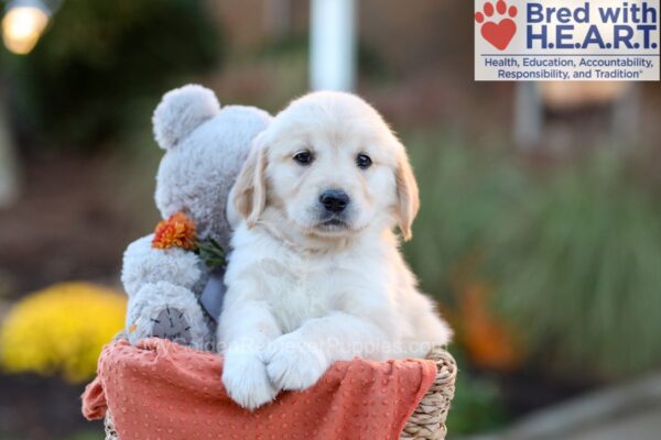 Image of Jana, a Golden Retriever puppy