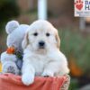 Image of Jana, a Golden Retriever puppy