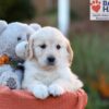 Image of Jana, a Golden Retriever puppy