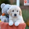 Image of Jana, a Golden Retriever puppy