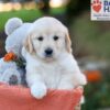 Image of Jana, a Golden Retriever puppy