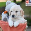 Image of Jana, a Golden Retriever puppy