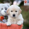 Image of Jasmine, a Golden Retriever puppy