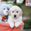 Image of Jasmine, a Golden Retriever puppy