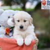 Image of Jasmine, a Golden Retriever puppy