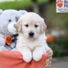 Image of Jasmine, a Golden Retriever puppy