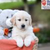 Image of Jasmine, a Golden Retriever puppy