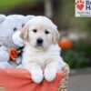 Image of Jasmine, a Golden Retriever puppy