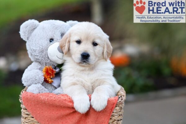 Image of Jasmine, a Golden Retriever puppy