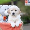 Image of Jasmine, a Golden Retriever puppy