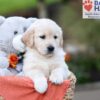 Image of Jasmine, a Golden Retriever puppy