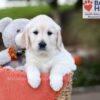 Image of Jenny, a Golden Retriever puppy