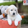 Image of Jenny, a Golden Retriever puppy