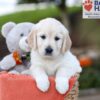 Image of Jenny, a Golden Retriever puppy