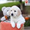 Image of Jenny, a Golden Retriever puppy