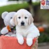 Image of Jenny, a Golden Retriever puppy