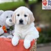 Image of Jenny, a Golden Retriever puppy