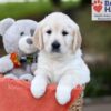 Image of Jenny, a Golden Retriever puppy