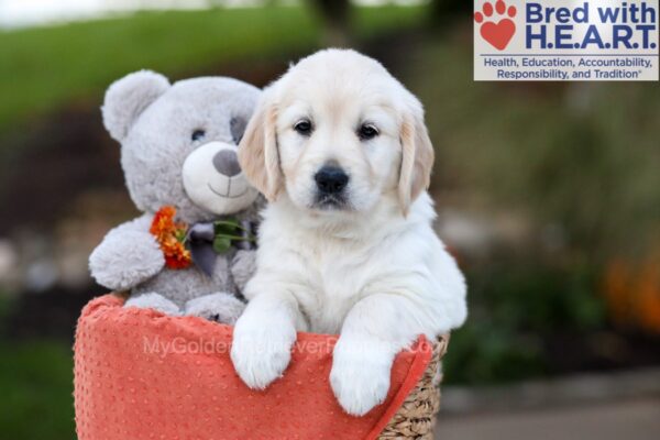 Image of Jenny, a Golden Retriever puppy