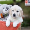 Image of Jenny, a Golden Retriever puppy