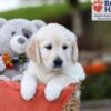 Image of Jenny, a Golden Retriever puppy