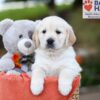 Image of Jessica, a Golden Retriever puppy