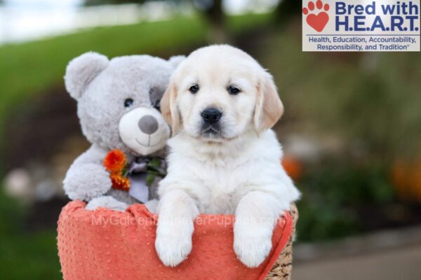 Image of Jessica, a Golden Retriever puppy