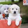 Image of Jessica, a Golden Retriever puppy