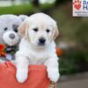 Image of Jessica, a Golden Retriever puppy