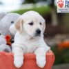 Image of Jessica, a Golden Retriever puppy