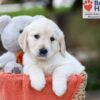 Image of Julie, a Golden Retriever puppy