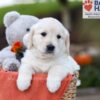 Image of Julie, a Golden Retriever puppy