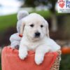 Image of Julie, a Golden Retriever puppy