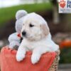 Image of Julie, a Golden Retriever puppy