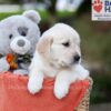 Image of Julie, a Golden Retriever puppy