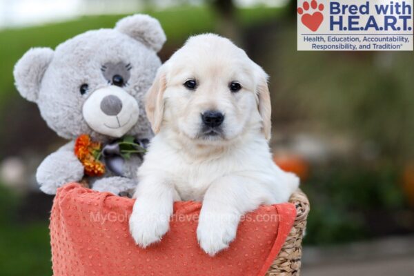 Image of Julie, a Golden Retriever puppy