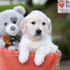 Image of Julie, a Golden Retriever puppy