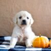 Image of Kaci, a Golden Retriever puppy