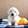 Image of Kaci, a Golden Retriever puppy