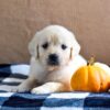 Image of Kaci, a Golden Retriever puppy