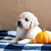 Image of Kaci, a Golden Retriever puppy