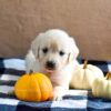 Image of Kaci, a Golden Retriever puppy