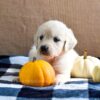 Image of Kaci, a Golden Retriever puppy