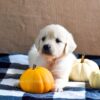 Image of Kaci, a Golden Retriever puppy