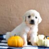 Image of Kaci, a Golden Retriever puppy