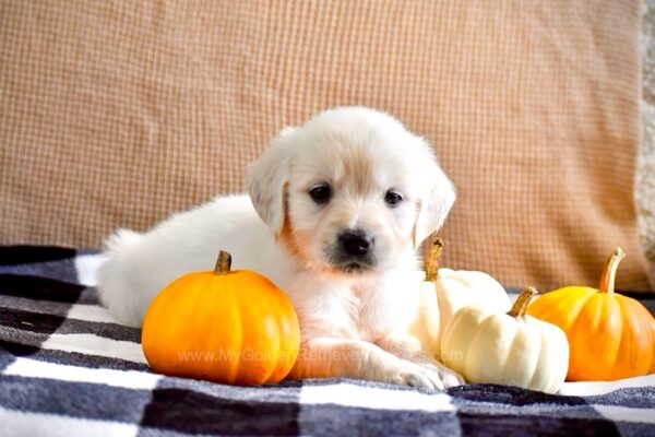 Image of Kaci, a Golden Retriever puppy