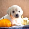 Image of Kaci, a Golden Retriever puppy